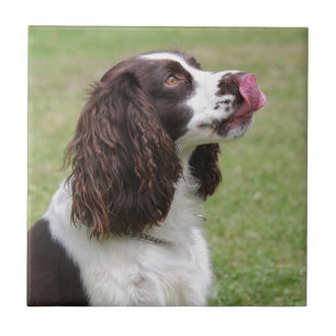 Assento do Spaniel de Springer inglês