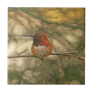 Assento Rufous do colibri