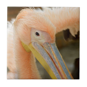 Assistindo Seu Azulejo Pelicano