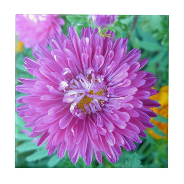 Áster com aranha-caranguejo (Frente)