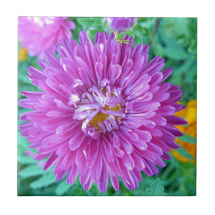 Áster com aranha do caranguejo