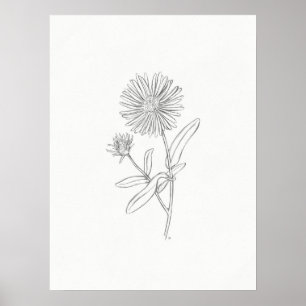 Aster Sketch Impressão