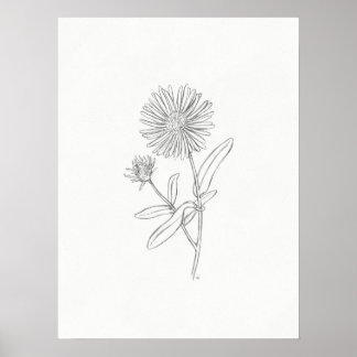 Aster Sketch Impressão