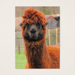 ATC curioso do ~ da alpaca