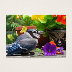 ATC de Jay azul e de flores