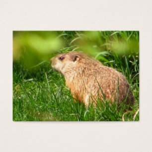 ATC do ~ da marmota