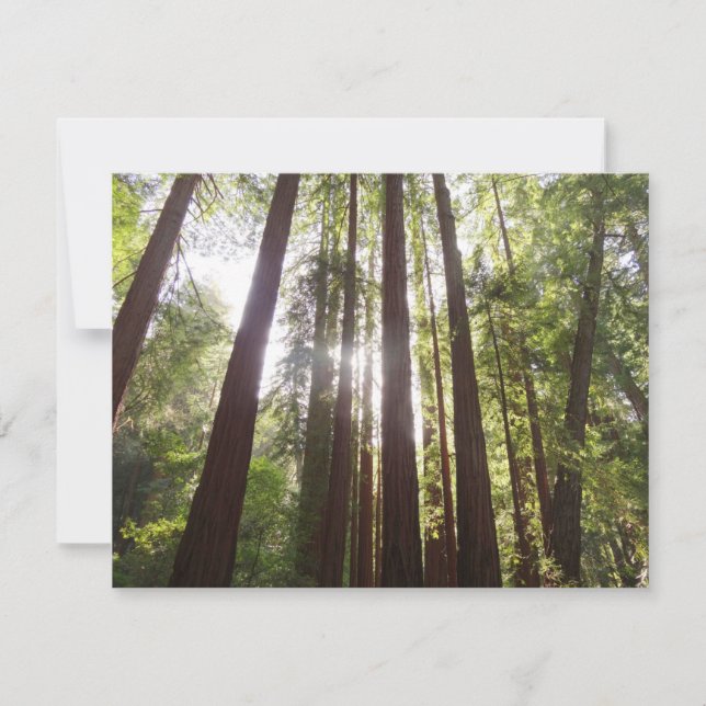 Até Sequoias de Manhã (Frente)