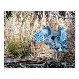 Aterrissagem com Heron Azul excelente - Foto