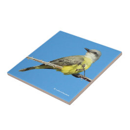 Atirada Tropical em Blackberry Branch