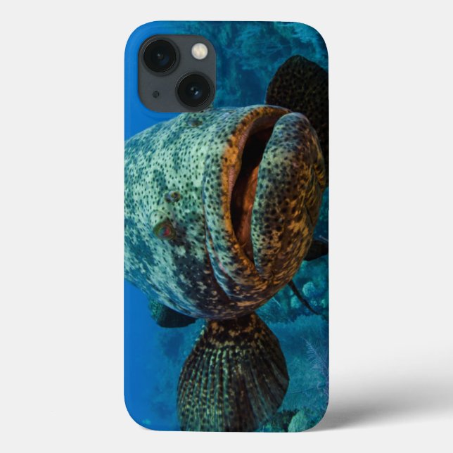 Atlantic Goliath Grouper (Verso)