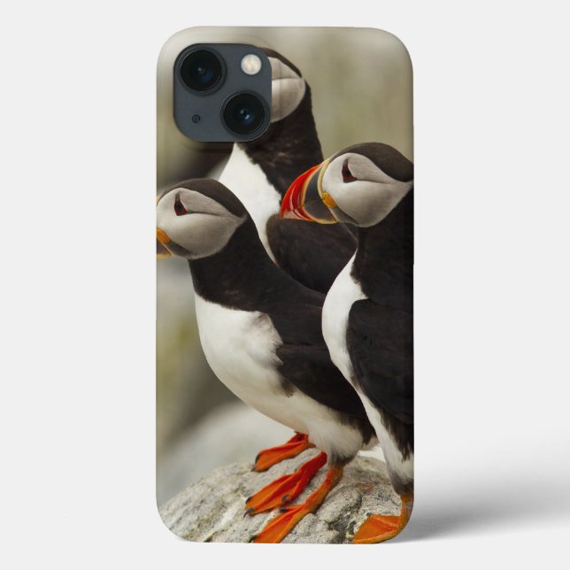 Atlantic Puffins on Machias Seal Island (Verso)