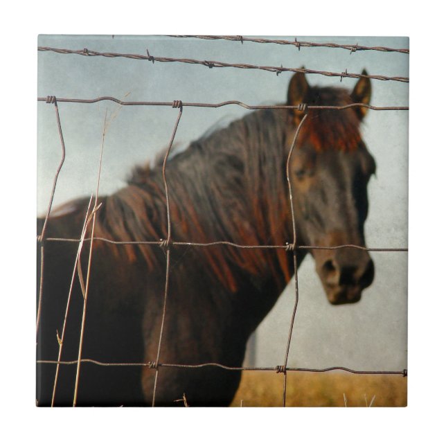 Atrás da cerca, cavalo abstrato (Frente)