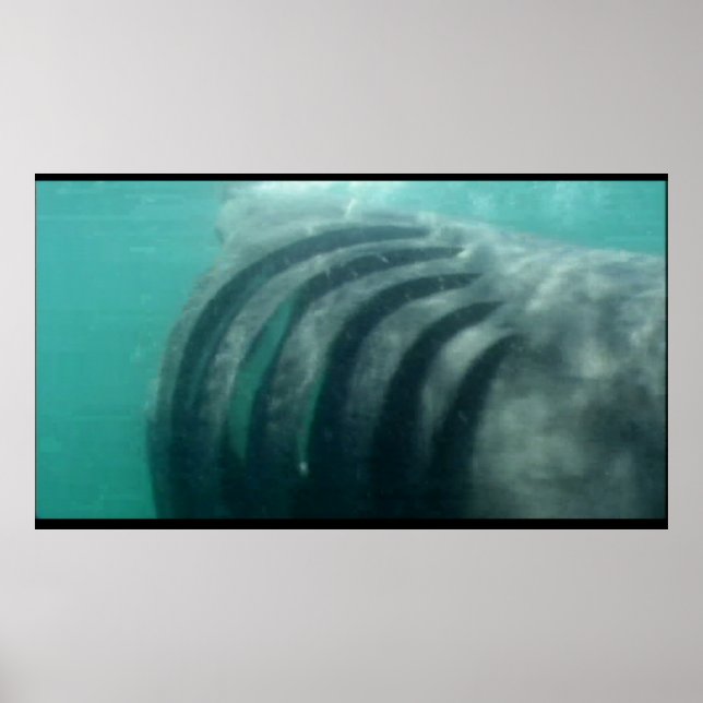 atrás de um poster de tubarão (Frente)