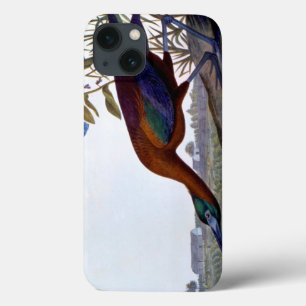 Áudio: Ibis brilhante