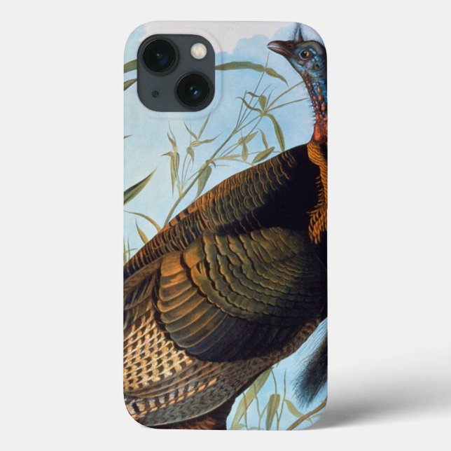 Áudio: Wild Turkey (Verso)