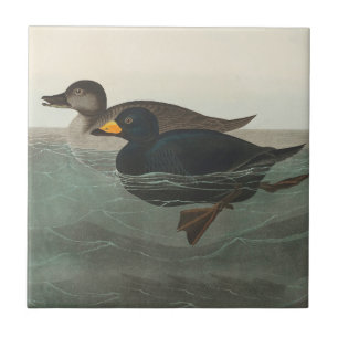 Audubon American Scoter Duck