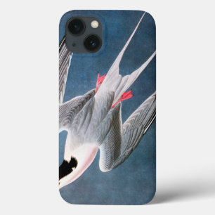 Audubon: Andorinha-do-mar rósea