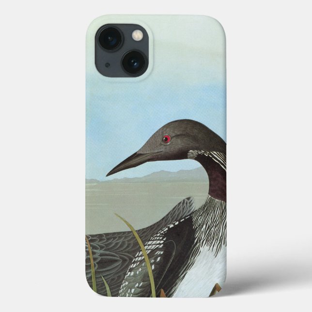 Audubon: Arctic Loon (Verso)