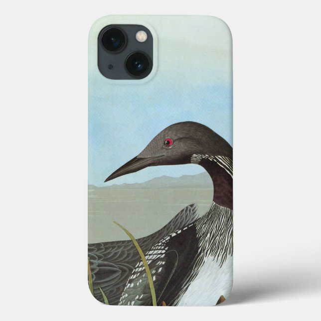 Audubon: Arctic Loon (Verso)
