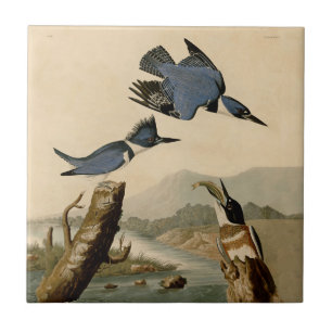 Audubon Belfisher Kingfisher Wildlife Bird