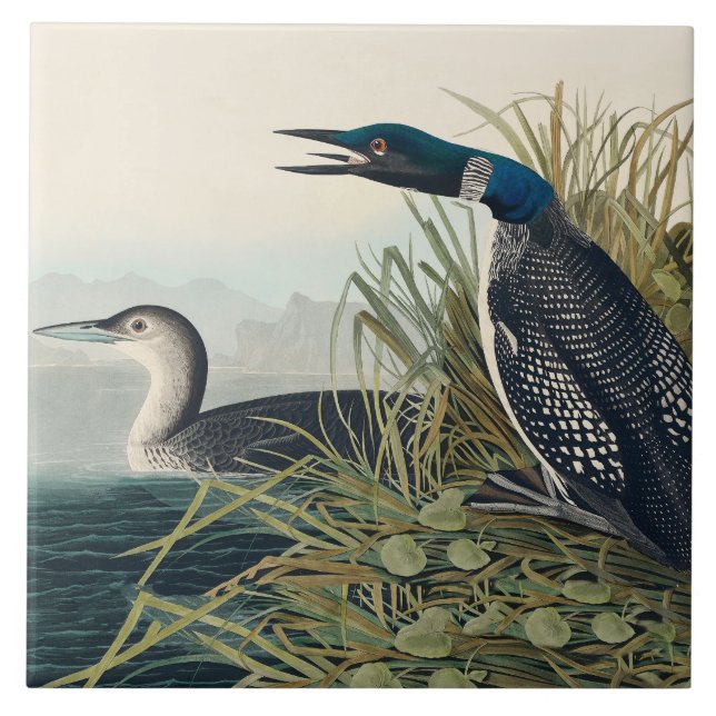 Audubon Bird Loon Diver Classic (Frente)