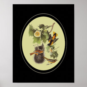 Audubon Birds Orioles Vintage Art Poster