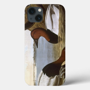Audubon: Canvasback