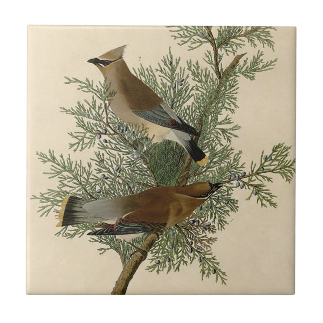 Audubon Cedar Waxwing Bird (Frente)