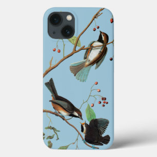 Audubon: Chickadee