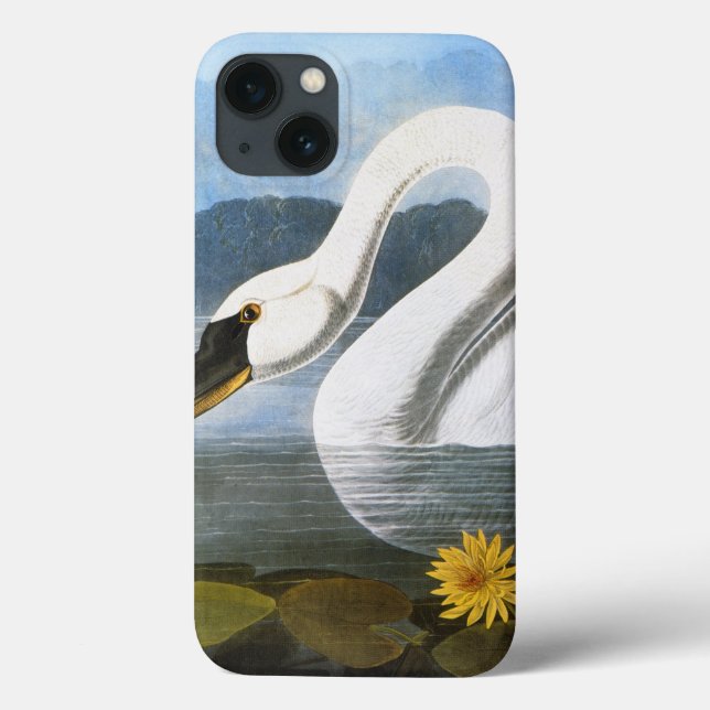 Audubon: Cisne Comum (Verso)
