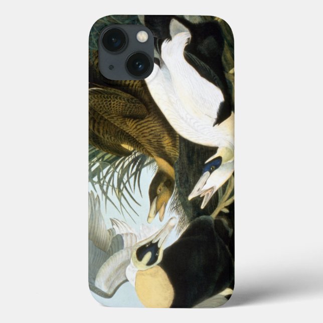 Audubon: Eider Duck (Verso)