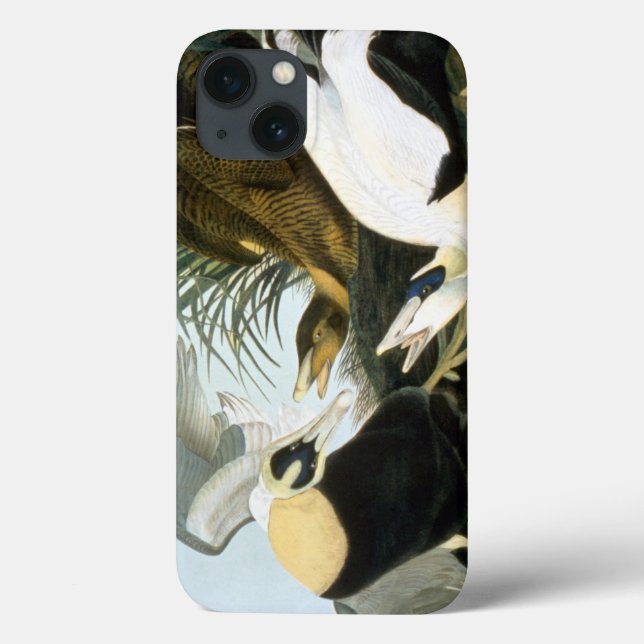 Audubon: Eider Duck (Verso)