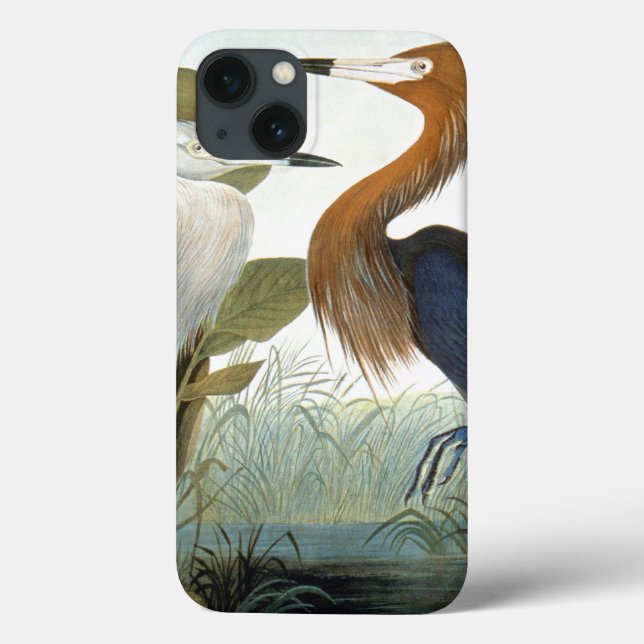 Audubon: Erva-avermelhada Ou Herão-Roxo (Verso)