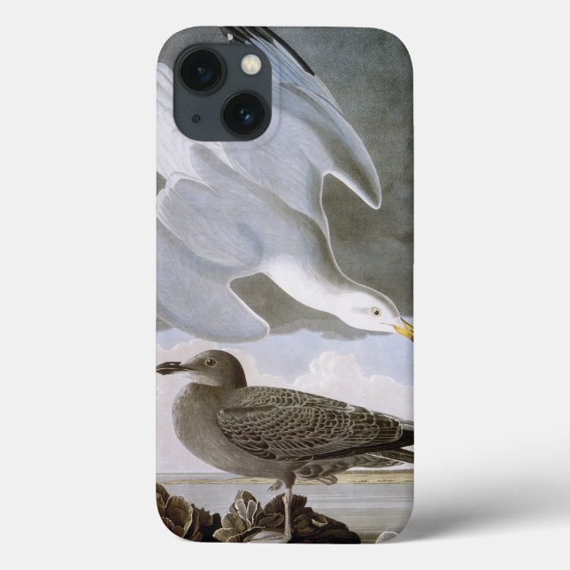 Audubon: Gaivota de arenques (Verso)