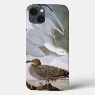 Audubon: Gaivota de arenques