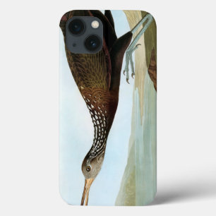 Audubon: Limpkin