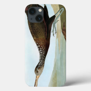 Audubon: Limpkin