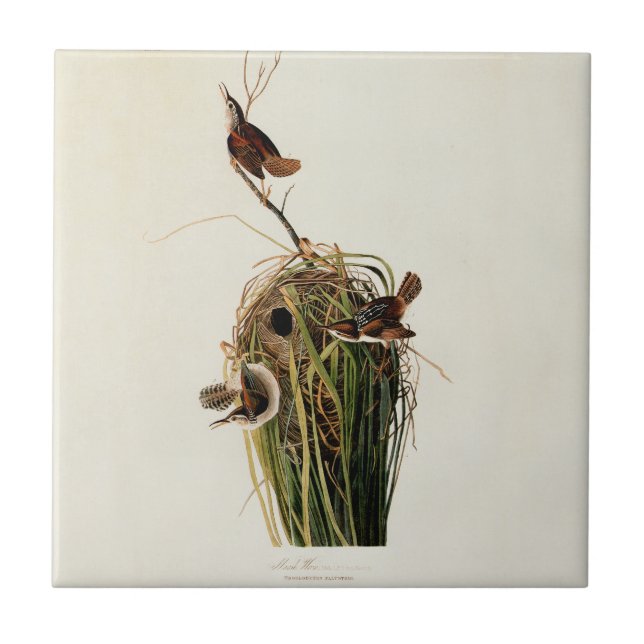 Audubon Marsh Wren Bird Art (Frente)