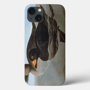Audubon: Negrinha preta