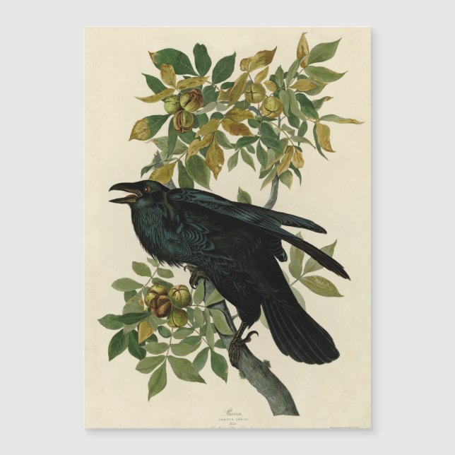 Audubon Raven Bird Classic Trabalho de arte (Frente)