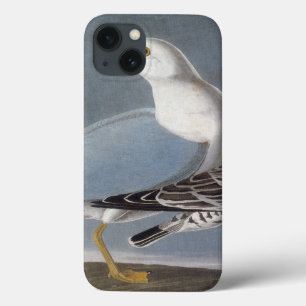Audubon: Ring-Billed Gull