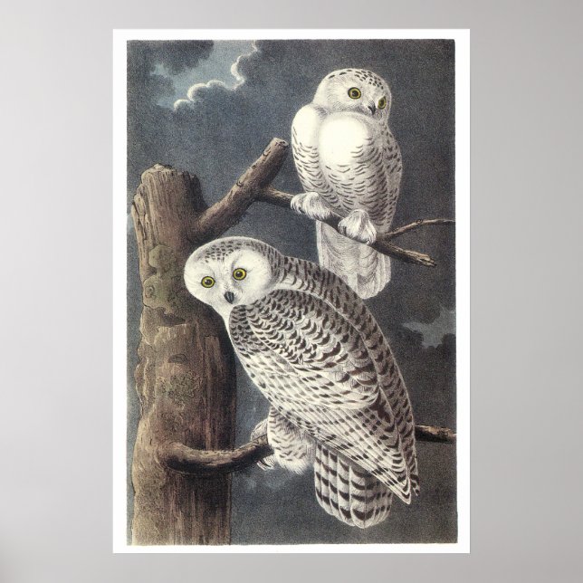 Audubon Snowy Ows Poster ou Impressão (Frente)
