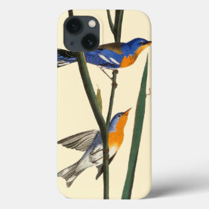 Audubon: Toutinegra