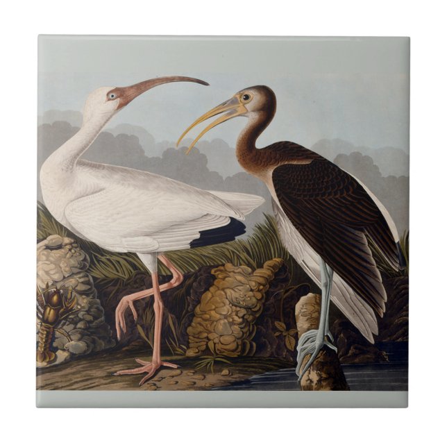 Audubon White Ibis Bird Willife (Frente)