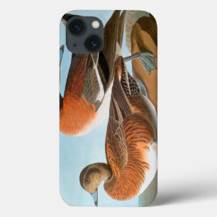 Audubon: Wigeon