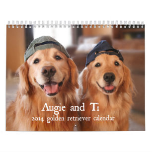 Augie e calendário 2014 do golden retriever do Ti