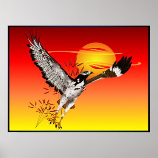 Augur encontrando o sol da manhã. poster 4x3