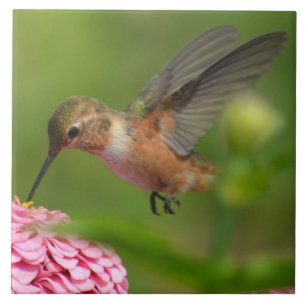 August Zinnia Flower Hummingbird