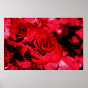 Aumentou o poster colorido dos vidros