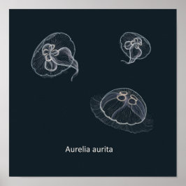 Aurelia aurita Poster educacional